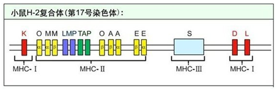 小鼠MHC.png