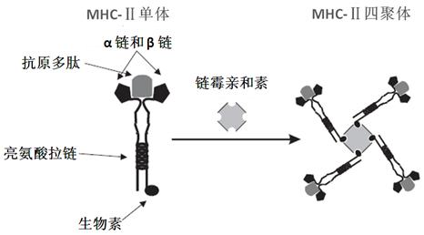 四聚体制备流程.png